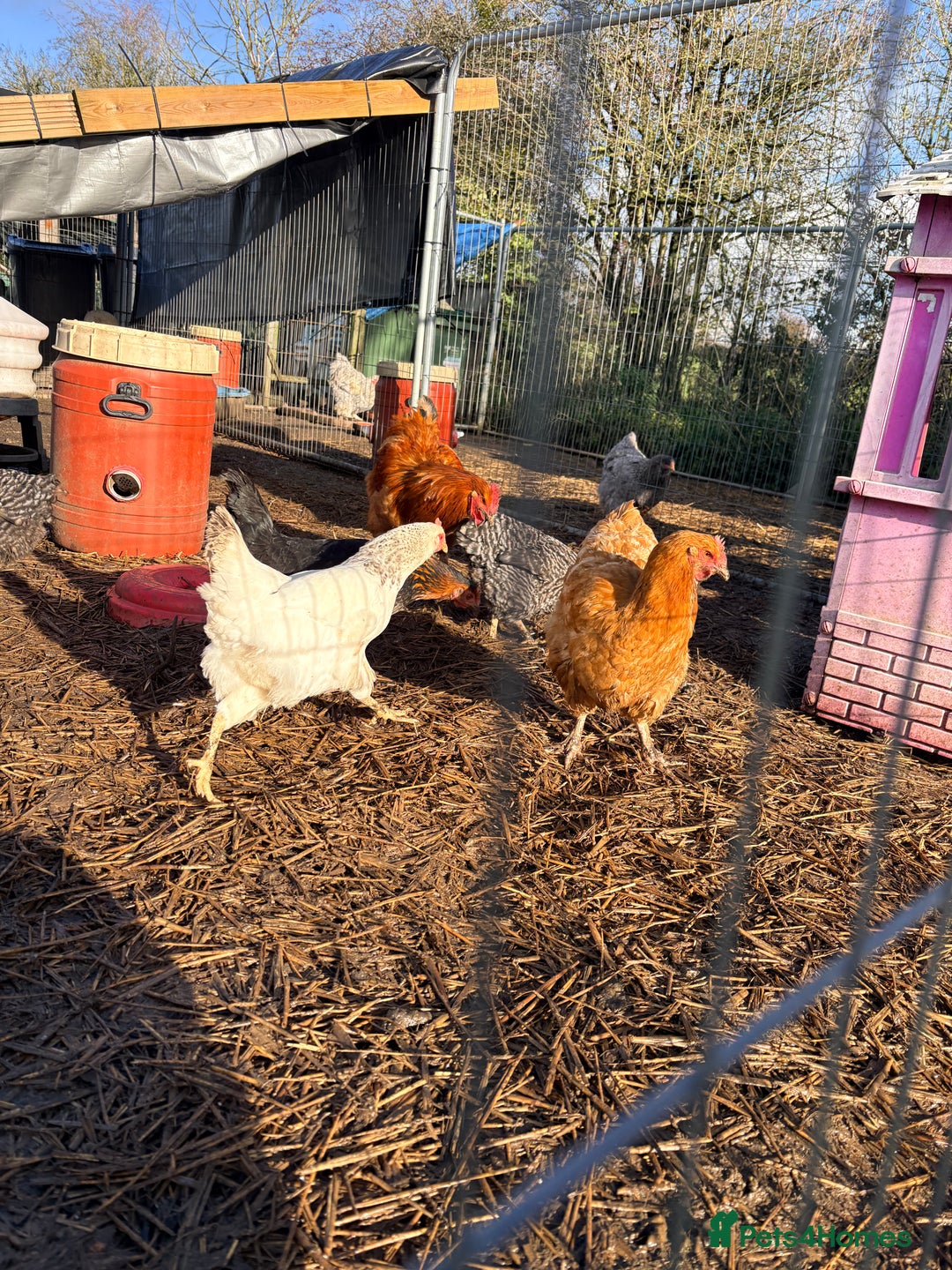 Chickens poultry for sale: Brahma  - Advert 6