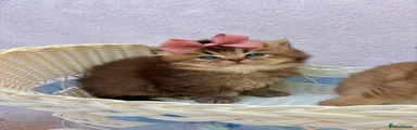 British LONGHAIR chocolate golden female
