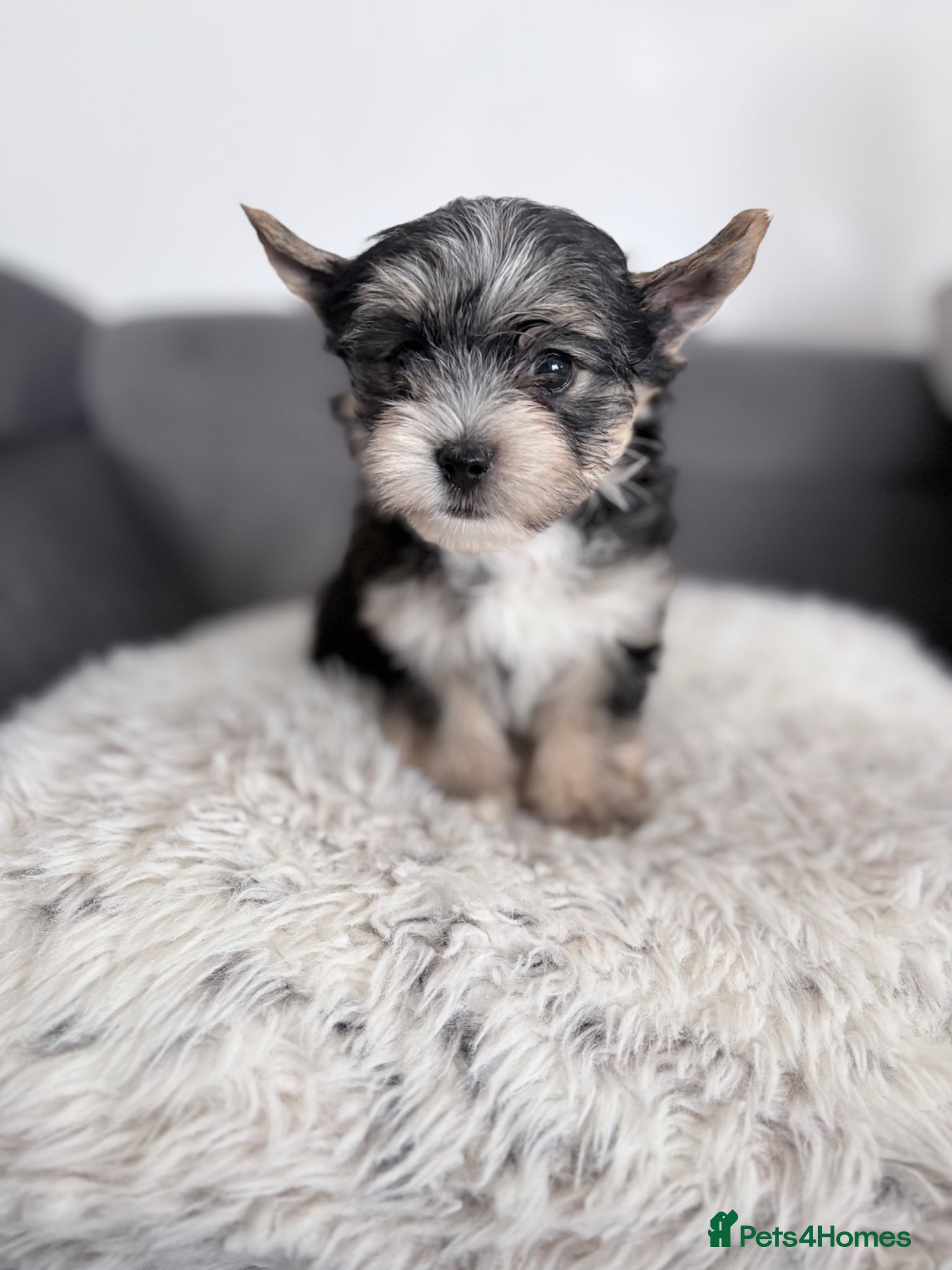 Yorkshire Terrier dogs  💎Last Elegant Girl Available 💎❤️ - Advert 1