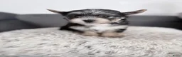 Yorkshire Terrier dogs for sale:  💎Last Elegant Girl Available 💎❤️ - Advert 4