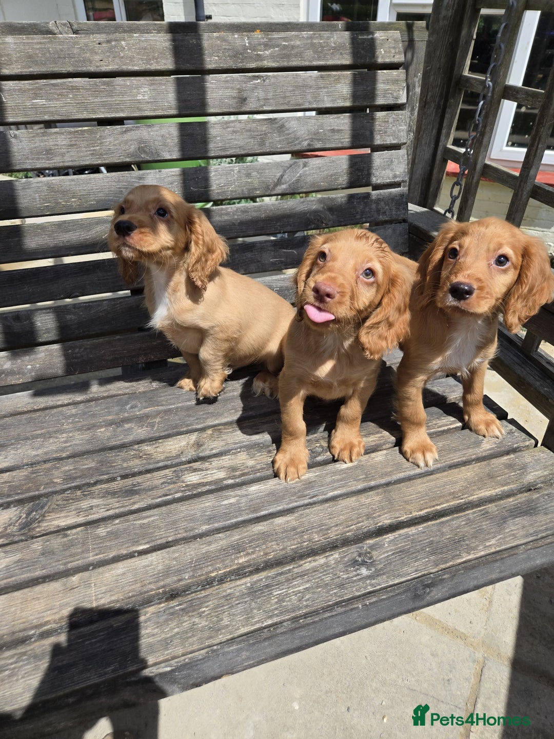 Cocker Spaniel dogs for sale: Cocker spaniel pup,FULLY VACCINATED LAST GIRL   - Image 7