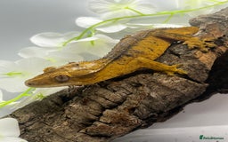 Gecko reptiles for sale: Geckos for sale.  - Image 12