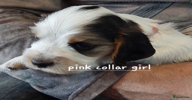 Cocker Spaniel dogs - Advert 2