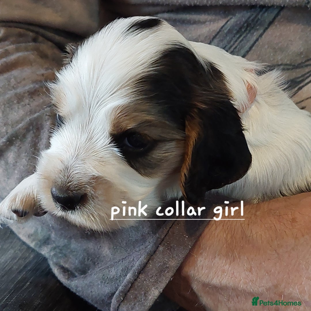 Cocker Spaniel dogs for sale: Kc Reg show type cocker spaniel puppies  - Image 1