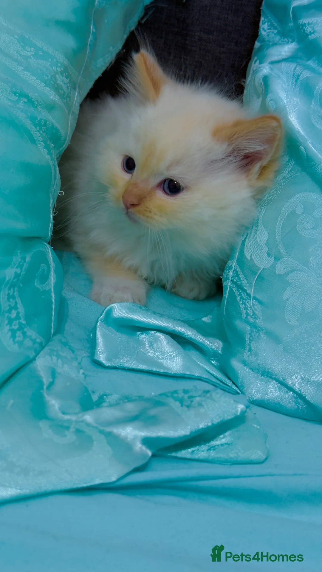 Ragdoll cats for sale: Purebred Ragdoll Kitten Flame Point 🥰Boy  - Advert 2