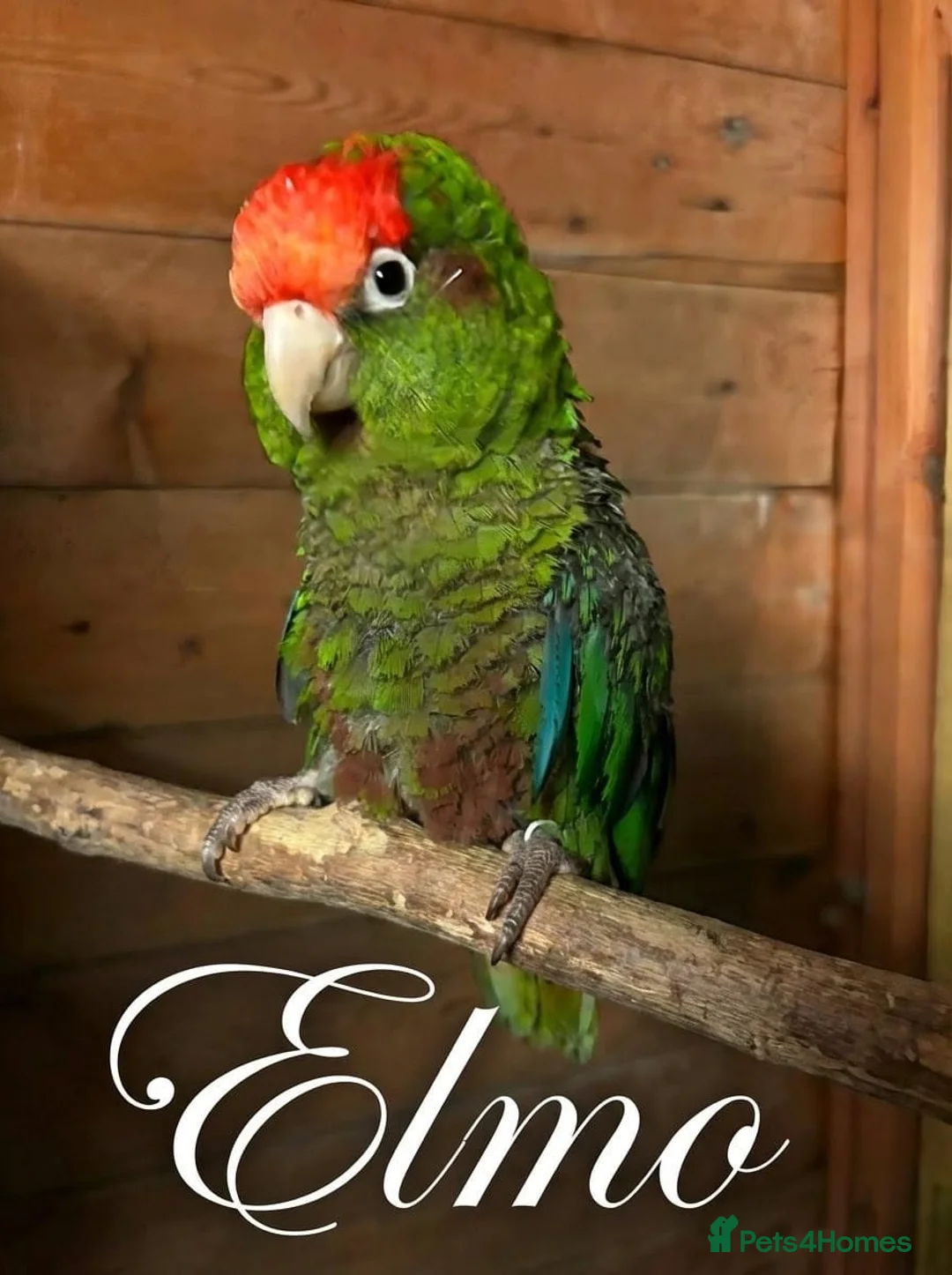 Conures birds for sale: Rose crown conure  in Plymouth - Advert 2