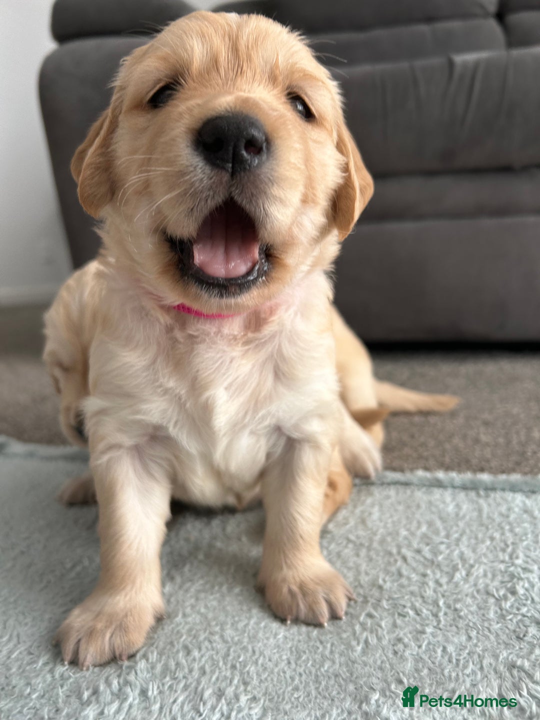 Golden Retriever dogs for sale: Golden retriever puppies!  - Image 16