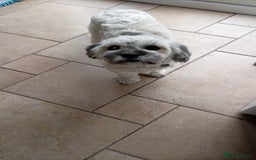 Shihpoo dogs for sale: Bailey - Image 1