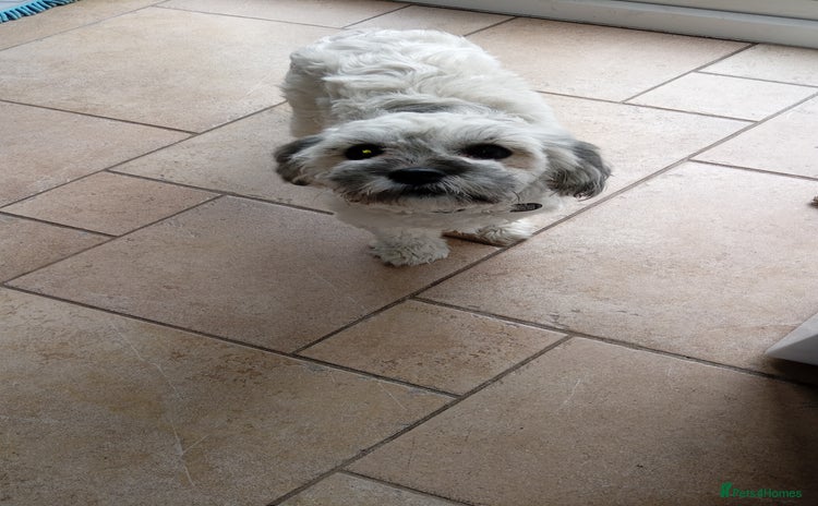 Shihpoo dogs - Advert 16