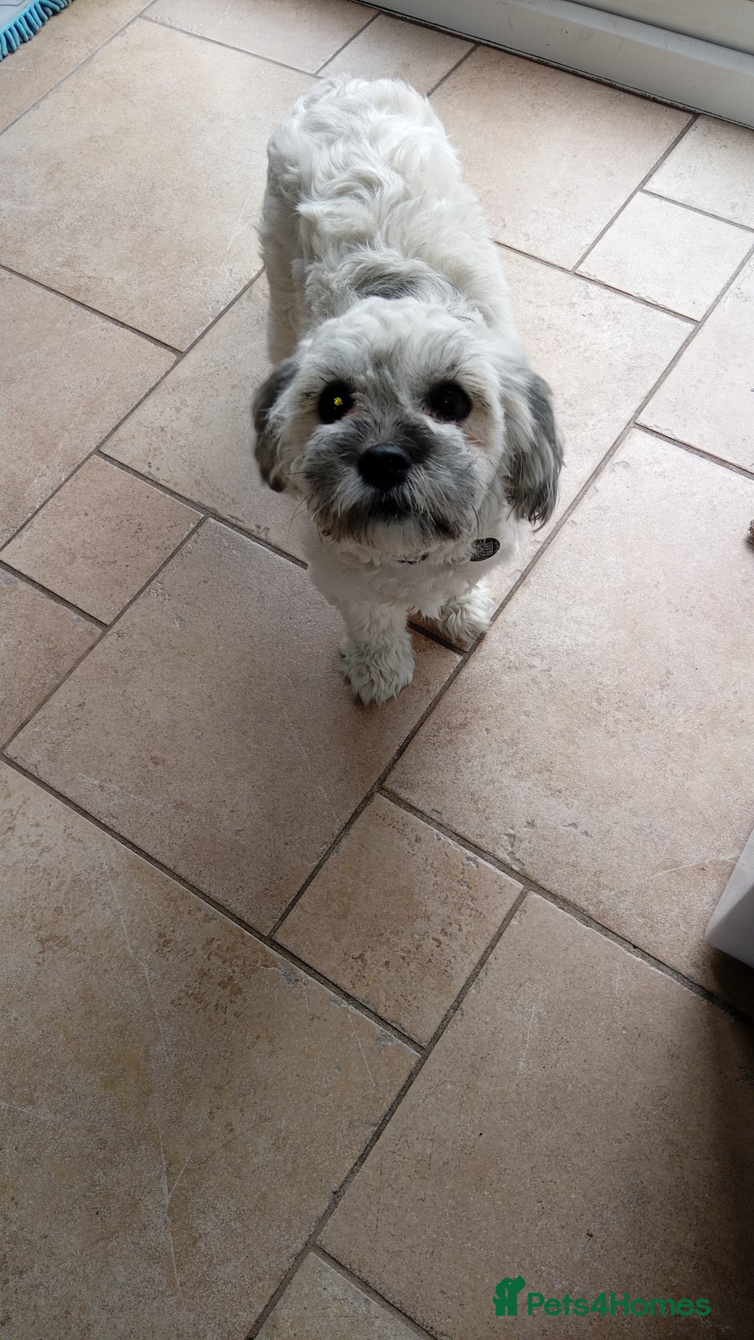 Shihpoo dogs for sale: Bailey - Image 1