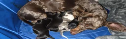 Doxiepoo dogs for sale: F1 generation doxipoo - Advert 1