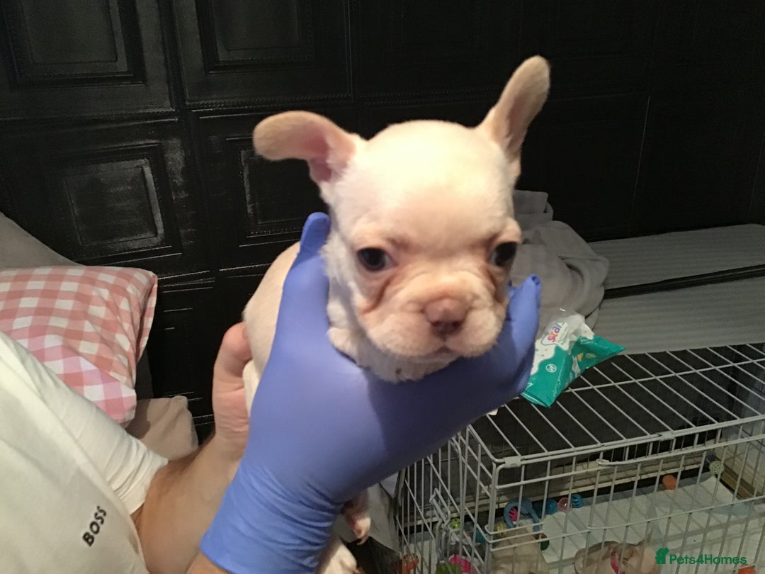 French Bulldog dogs for sale: French bulldog puppies  - Image 16
