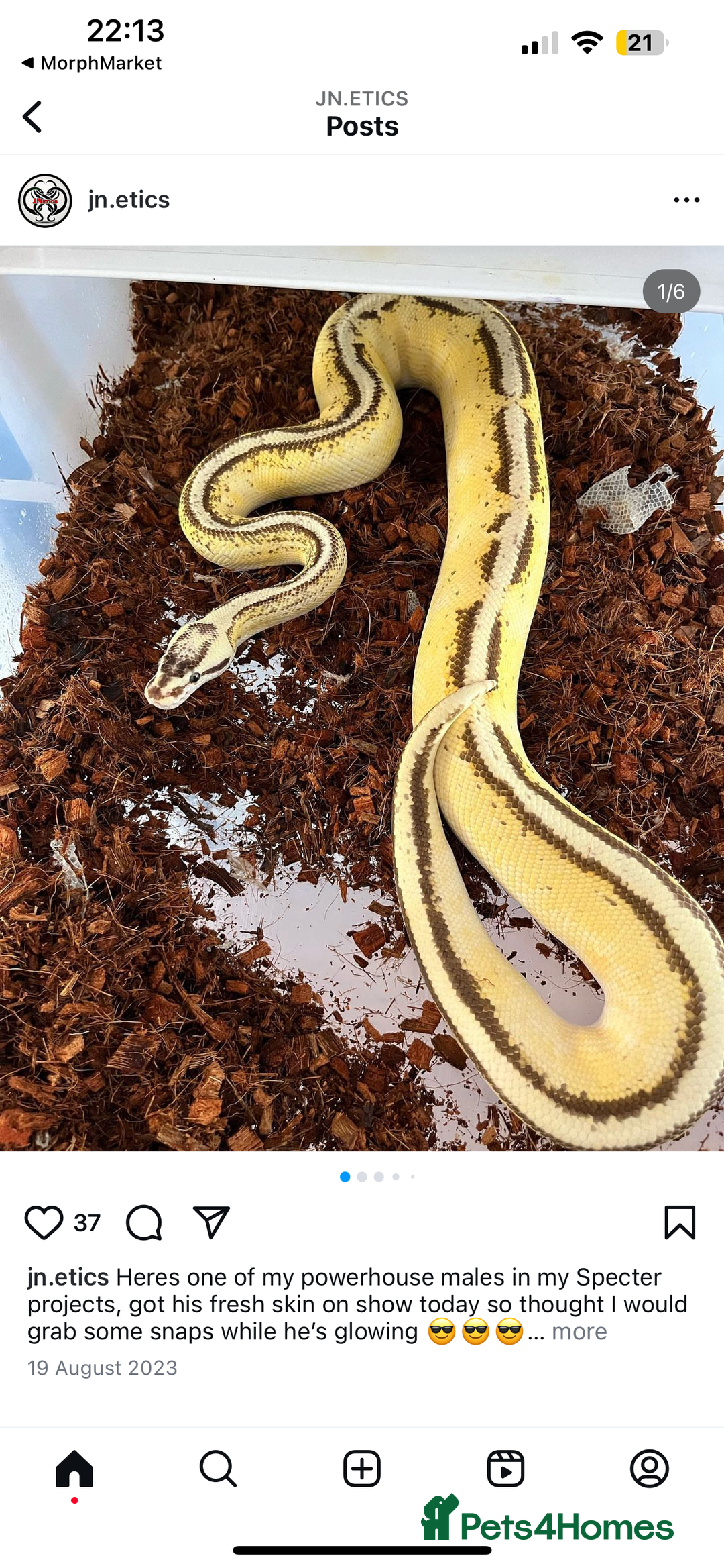 Python Snake reptiles for sale: Ball python group and snake rack setups  - Advert 10