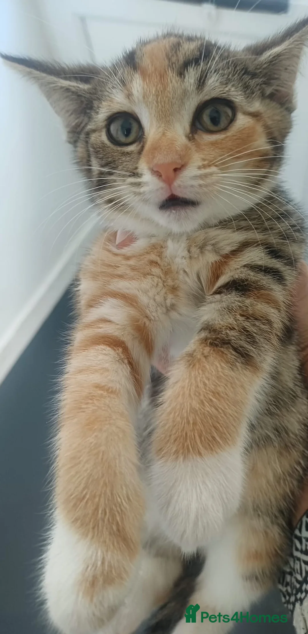 Mixed Breed cats for sale: Mixed Breed Kittens  - Advert 15