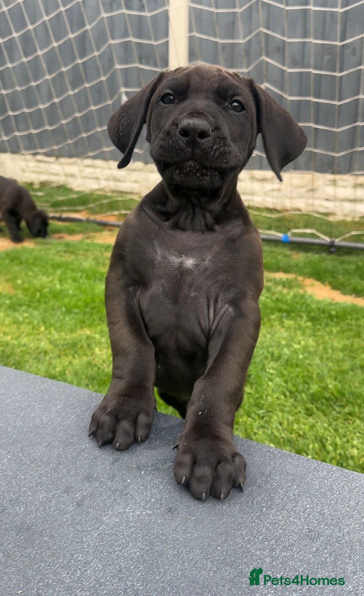 Presa Canario dogs STUNNING BLACK PRESA CANARIO PUPS 5 BOYS 1 GIRL - Advert 4