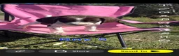 English Springer Spaniel dogs for sale: English springer spaniel pups for sale - Advert 7