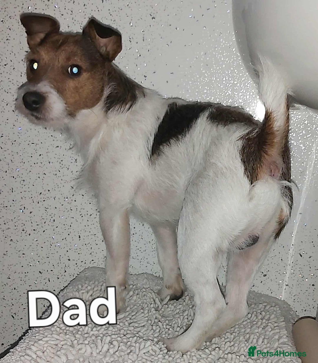 Jack Russell dogs for sale: Jack russle pups for sale - Advert 18