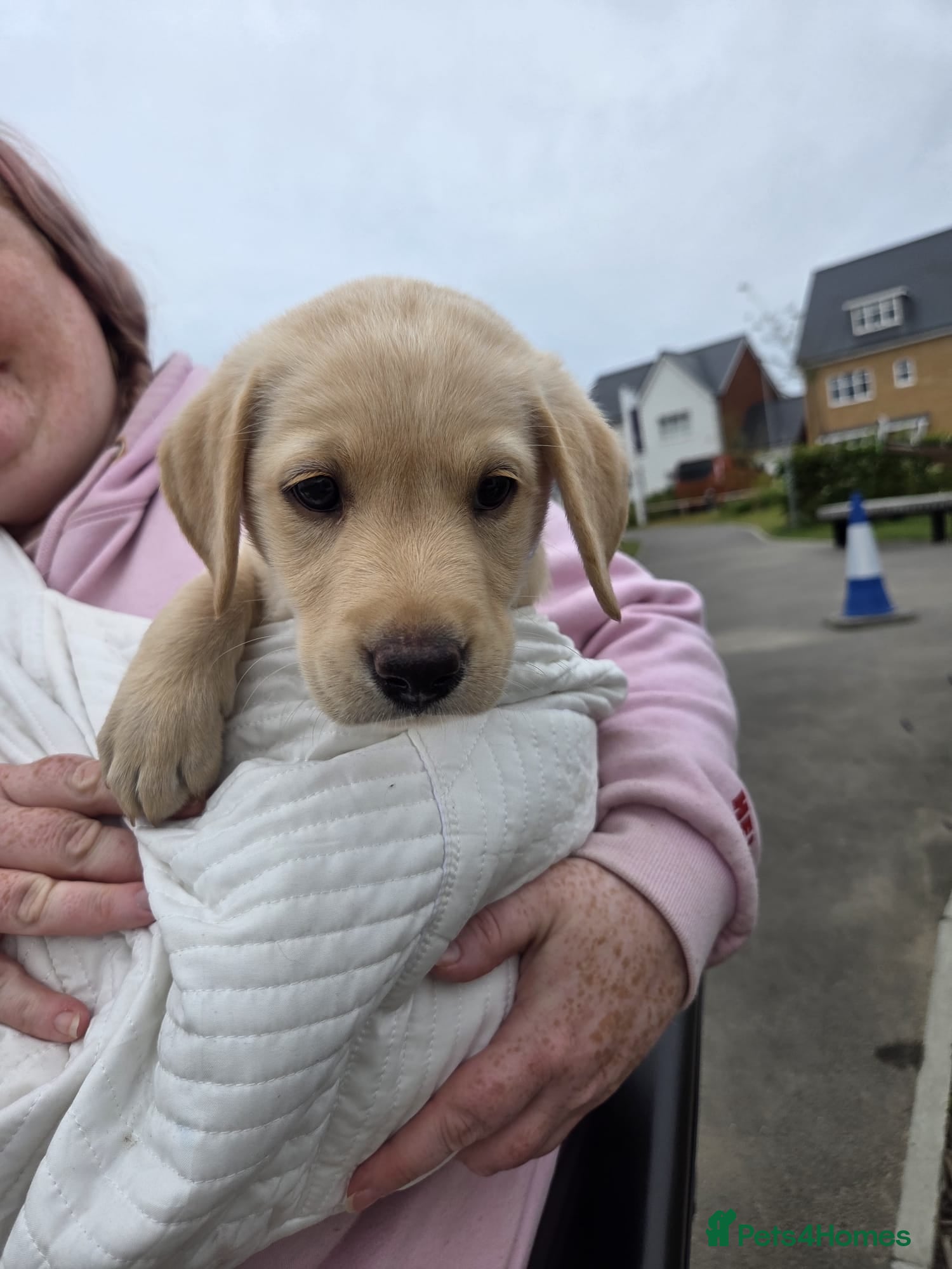 Labrador Retriever dogs For sale gorgeous labrador pup - Advert 1