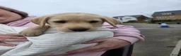 Labrador Retriever dogs for sale: For sale gorgeous labrador pup - Advert 1