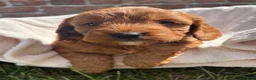Cockapoo dogs for sale: Stunning F1 Cockapoo Puppies KC Parents  - Advert 4