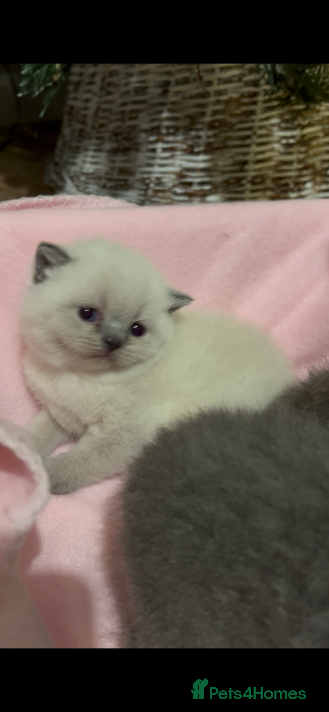 British Shorthair cats for sale: British Shorthair Kittens for sale - Advert 5