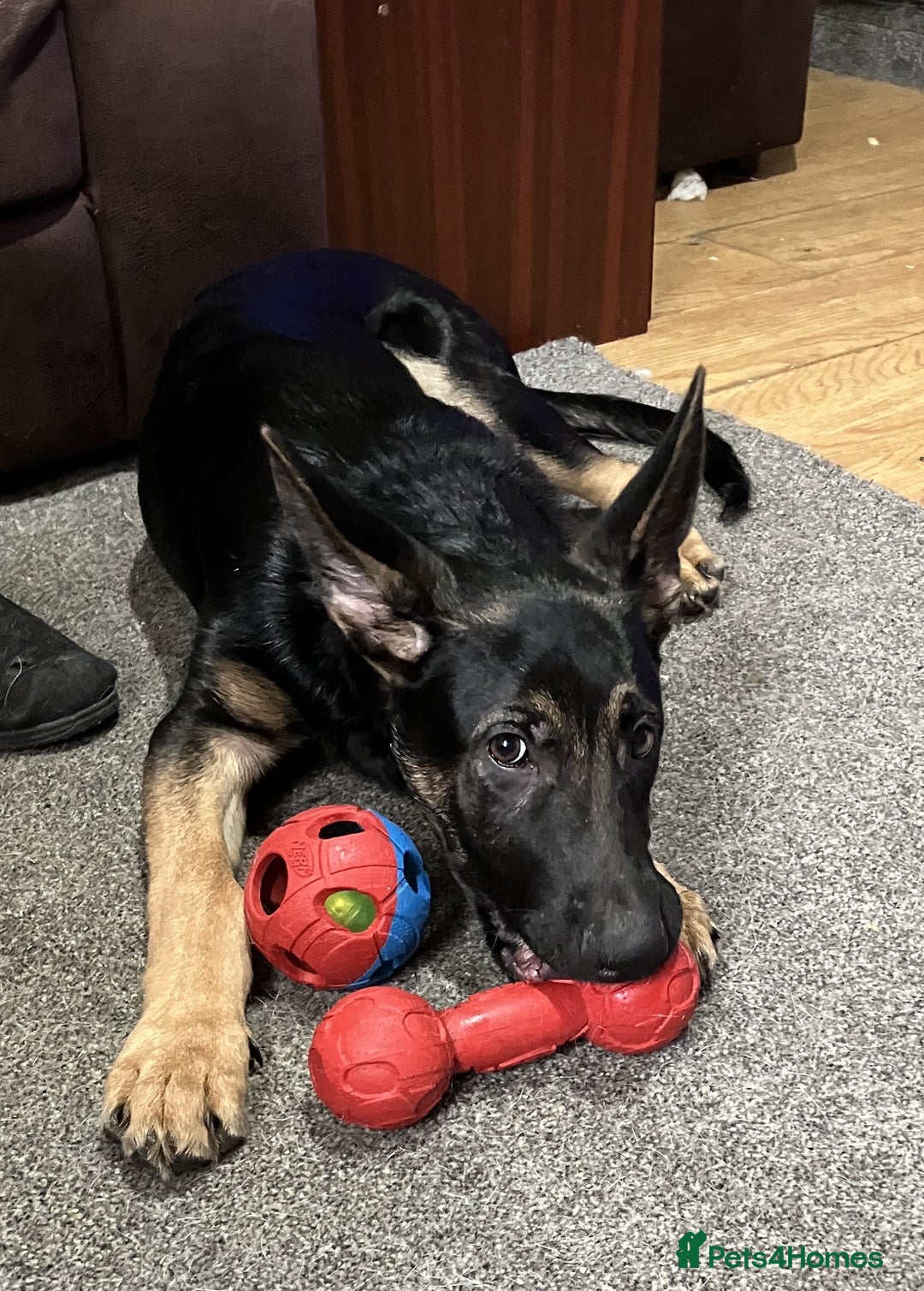 German Shepherd dogs for sale: Male German Shepherd Dog for sale - Advert 4