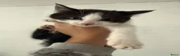 Mixed Breed cats for sale: Beautiful Kittens For Sale  in Blackwood - Advert 3
