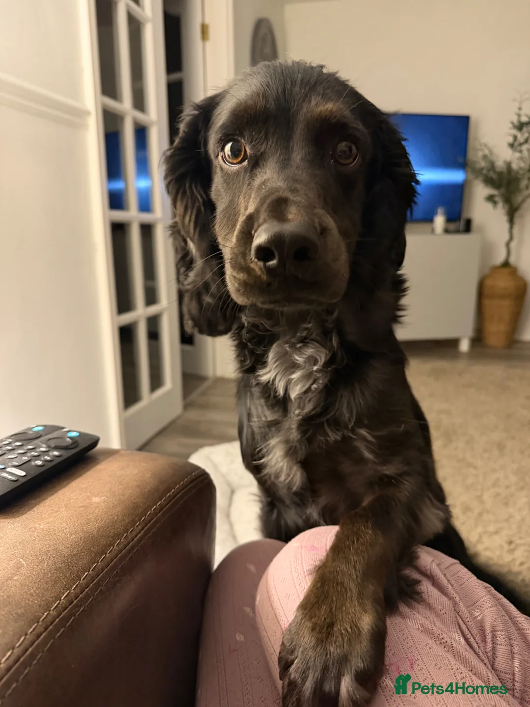 Cocker Spaniel dogs for stud: Smudge  in Shildon - Advert 2