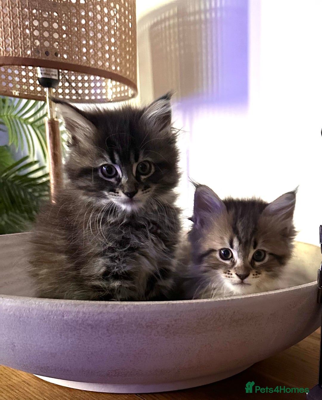 Maine Coon cats for sale:      💖LAST BEAUTIFUL BABY GIRL💖  - Image 32