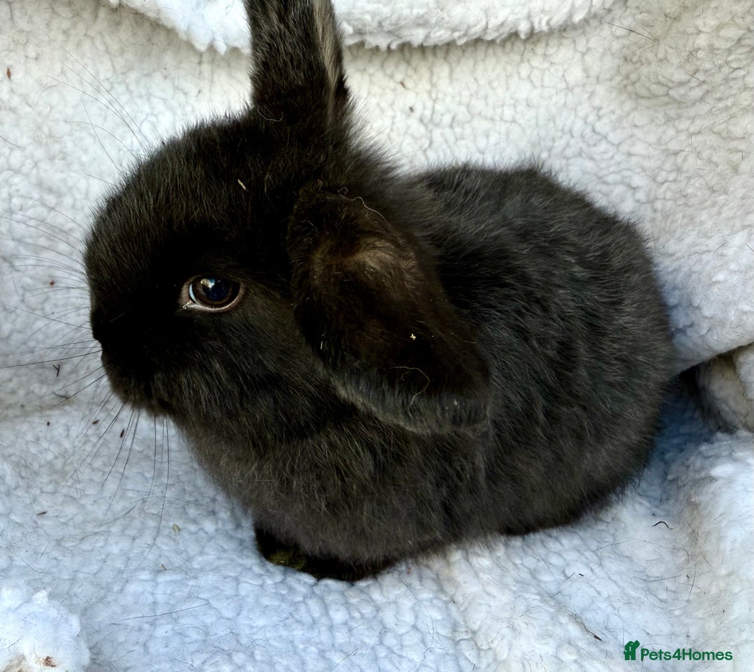 Mini Lop rabbits for sale: Pure Bred Mini Lop Babies - Advert 8