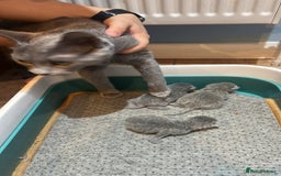 Russian Blue cats for sale: Adorable pure silver Russian blue kittens for sale - Image 9