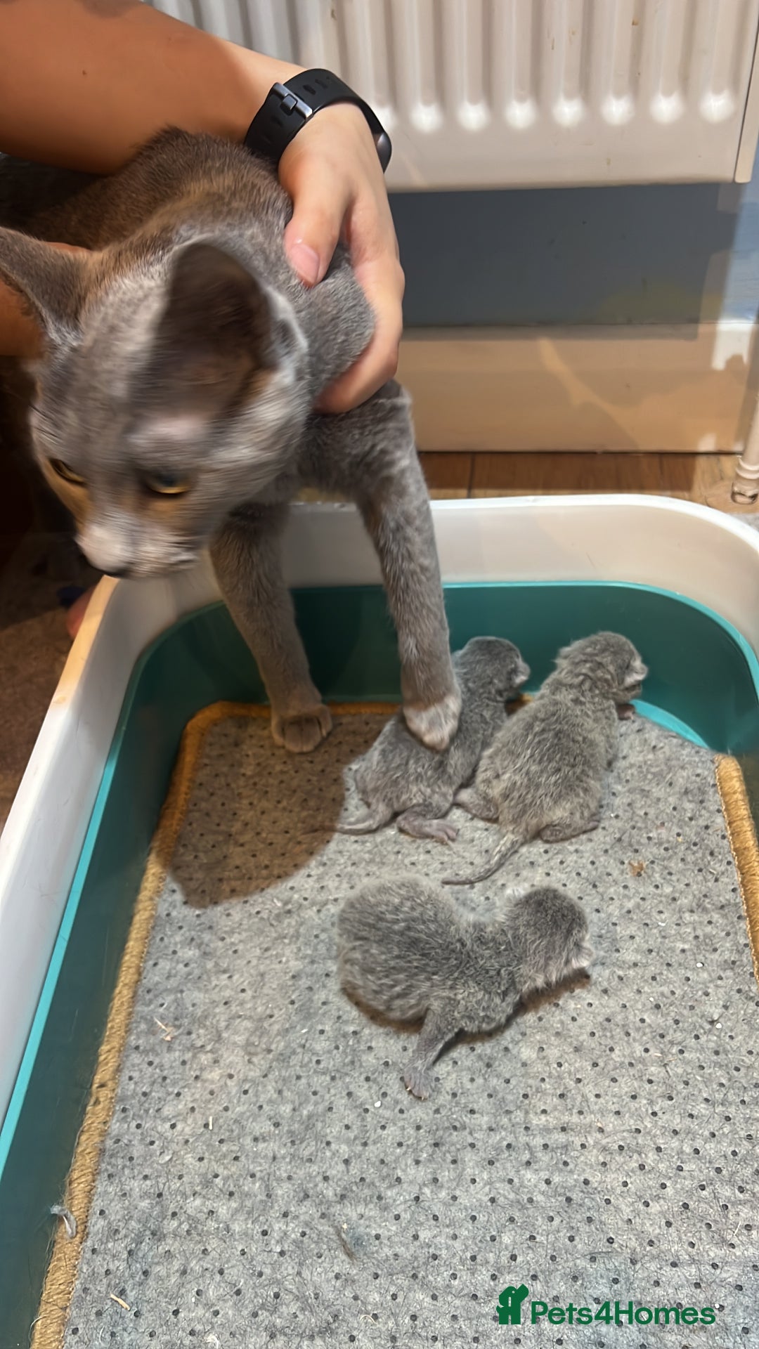Russian Blue cats for sale: Adorable pure silver Russian blue kittens for sale - Image 9