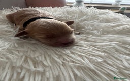 Mixed Breed dogs for sale: Cavapoochon Puppies ** 3 Girls 1 Boy remaining ** - Image 14
