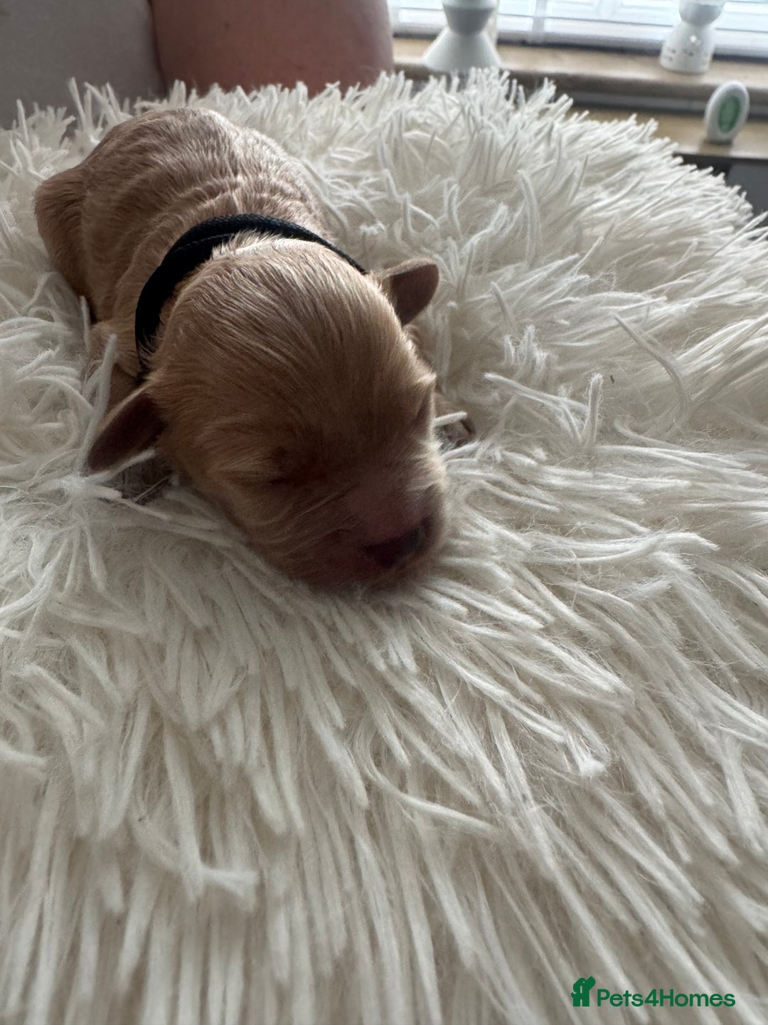 Mixed Breed dogs for sale: Cavapoochon Puppies ** 3 Girls 1 Boy remaining ** - Image 14