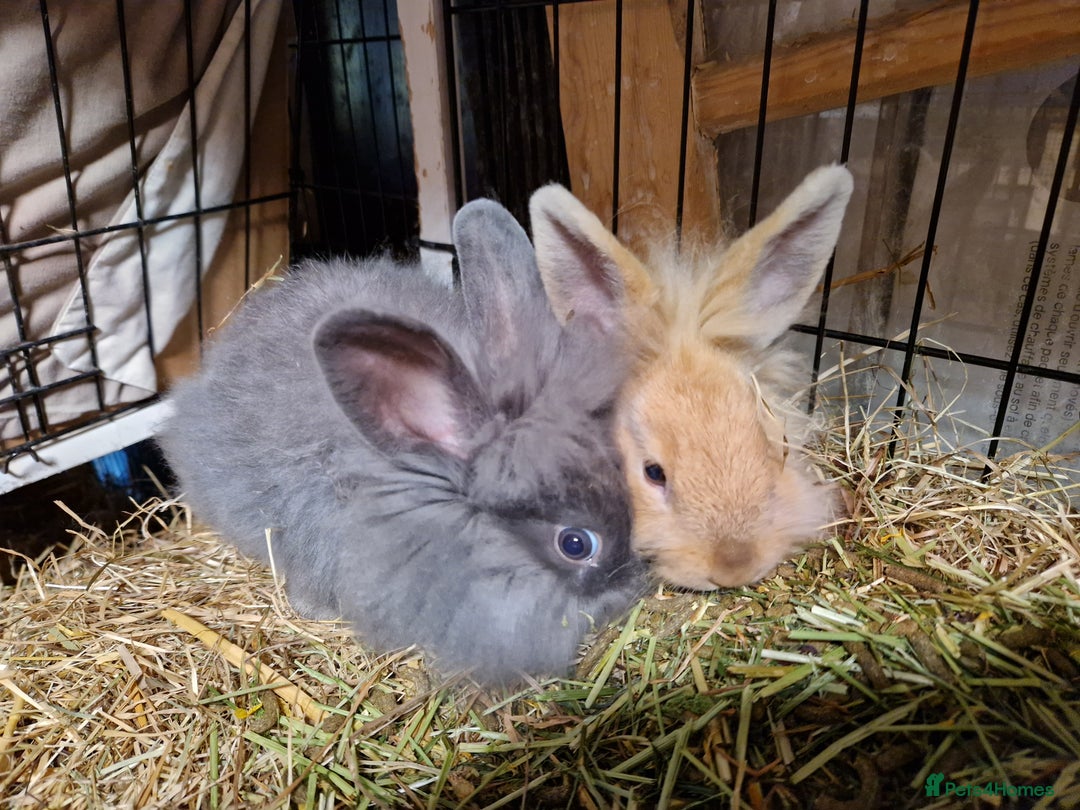Lionhead rabbits for sale: Lovely little lionhead and lion lops m/f babies  - Image 11