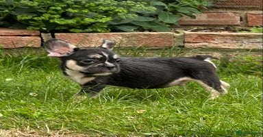 French Bulldog dogs - Advert 8