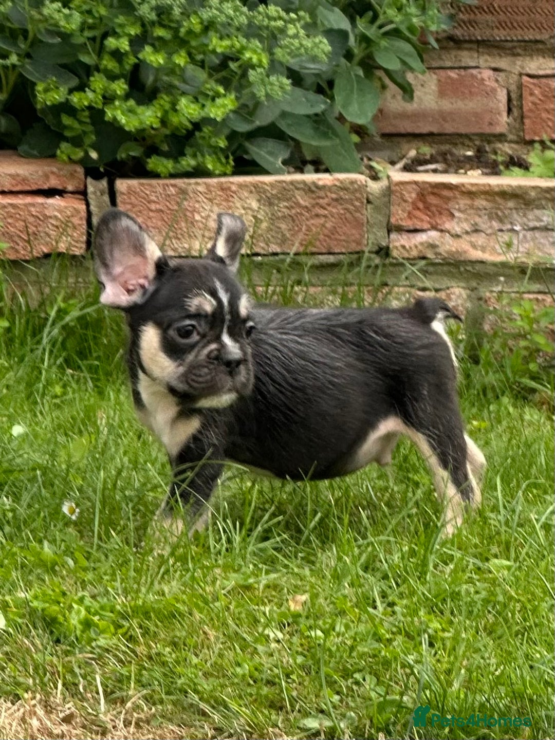 French Bulldog dogs for sale: French bulldog pup visual wire hair - Image 3