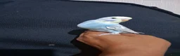 Budgerigars birds for sale: Hand tamed baby budgies for sale  in Walsall - Advert 10