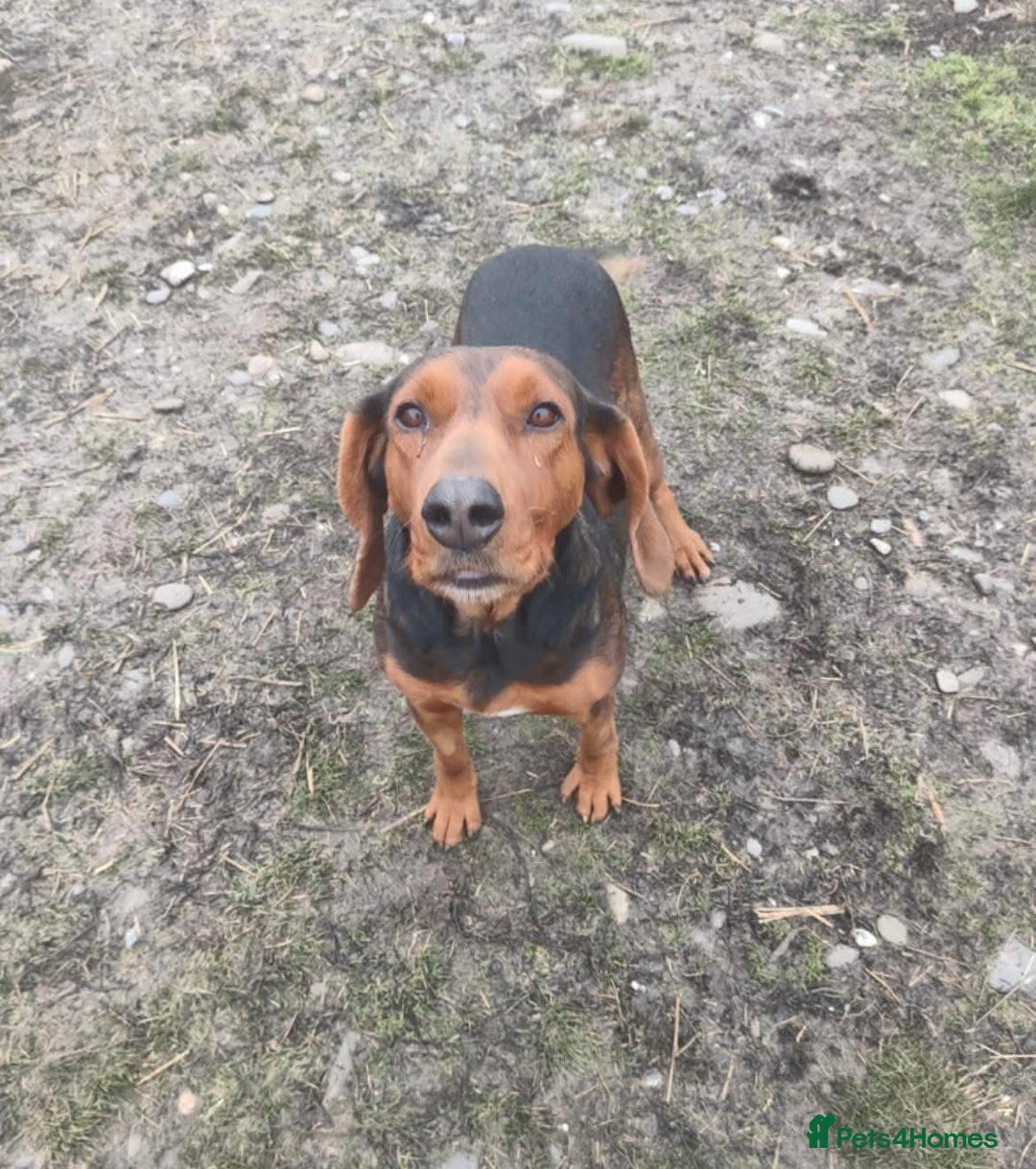 Mixed Breed dogs for adoption: Runa - Norwich Norfolk  - Advert 10