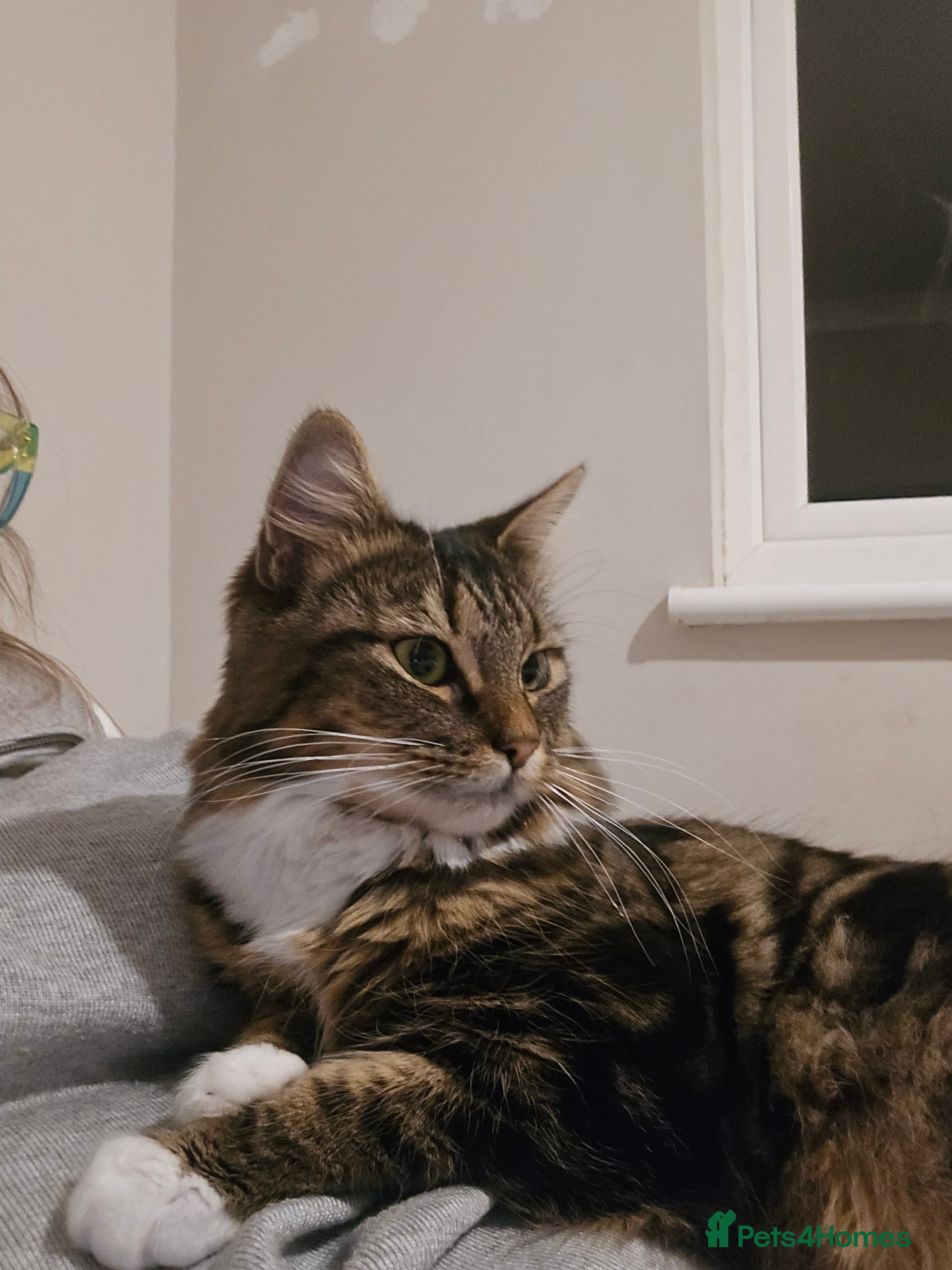 Mixed Breed cats Stunning long haired brown tabby - Advert 1