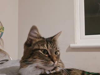 Mixed Breed cats Stunning long haired brown tabby - Advert 18