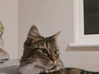 Mixed Breed cats Stunning long haired brown tabby - Advert 14