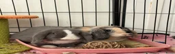 English Lop rabbits for sale: Bluey and bingo sisters - Advert 8