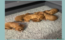 Cavalier King Charles Spaniel dogs for sale: 🧡Beautiful litter of Ruby Cavaliers🧡 - Advert 8