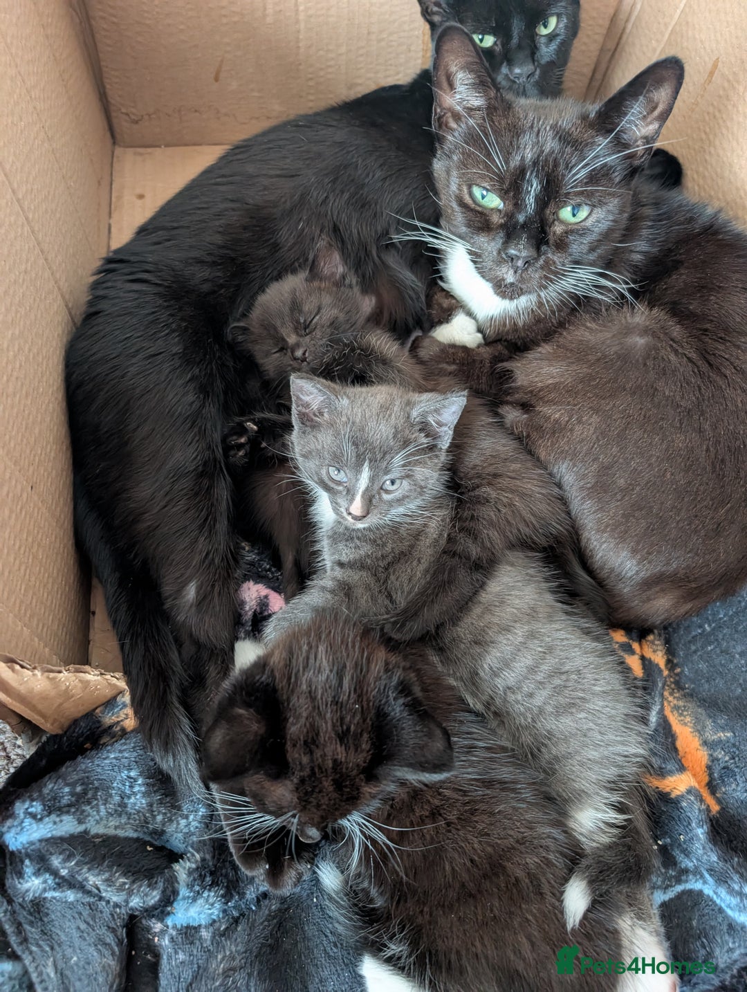Domestic Shorthair cats for sale: Kittens - Image 3