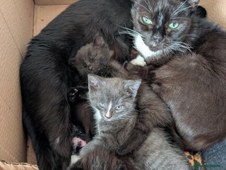 Domestic Shorthair cats - Advert 41