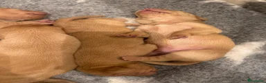 Hungarian Vizsla Puppy 1
