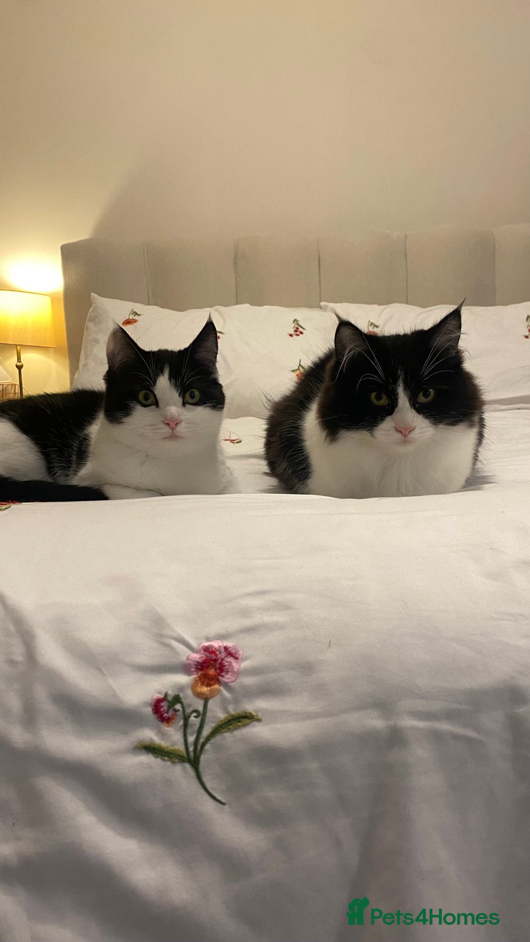 Mixed Breed cats for sale: Kittens for sale Mixed ragdoll 2 brothers  - Advert 3