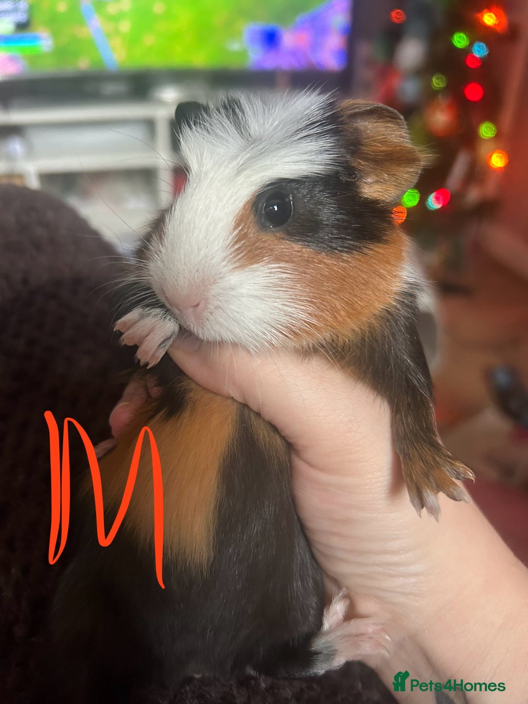 Guinea Pig rodents for sale: Litter of Guinea Pigs  - Advert 3