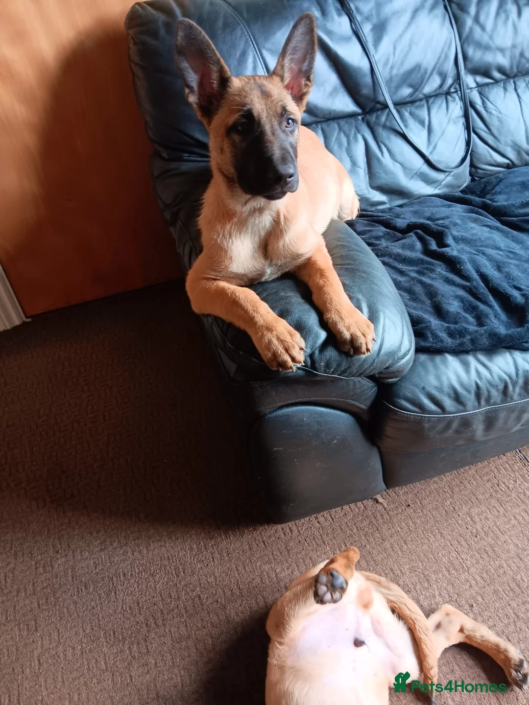 Belgian Shepherd Dog dogs for sale: Belgian Shepherd Puppies  - Advert 16